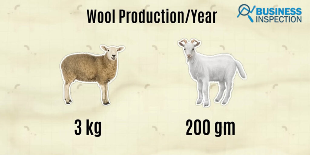 In comparison to sheep, which can produce at least 3 kilograms of wool per year, a Cashmere Goat can only produce 200 grams of cashmere wool per year.