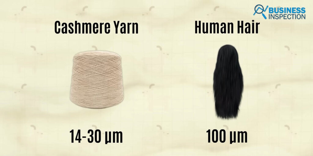 Human hair has a diameter of 100 microns, whereas the diameter of cashmere yarn is between 14 and 30 microns.