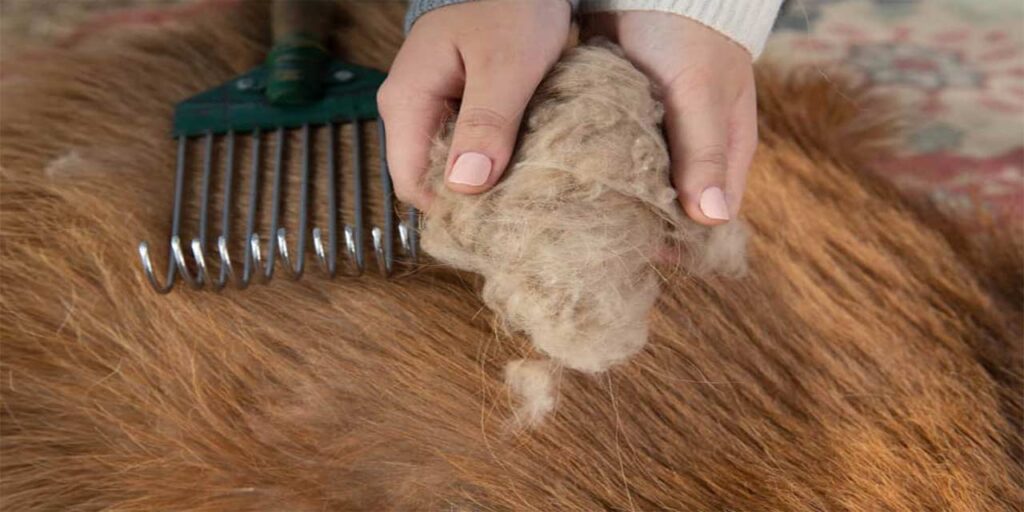 The extraction of pure cashmere from cashmere goats is a time-consuming and labor-intensive operation.
