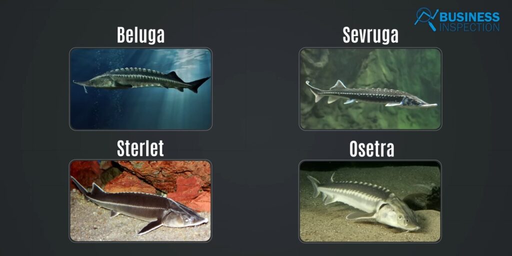 Currently, only four species are used: "Beluga, Sevruga, Starlet, and Osetra."