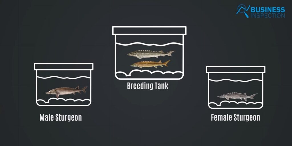 When the fish's gender is determined, it is moved to either a male or female tank. When the fish achieve sexual maturity, they are transported to another tank for breeding.